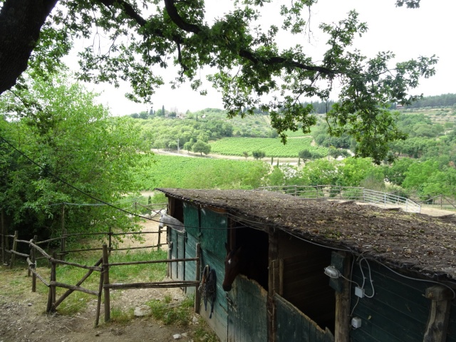 ワイナリー周辺の馬小屋を撮影